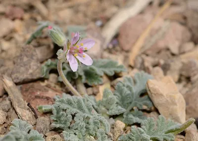 Cutleaf stork's bill