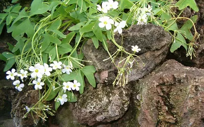 Broadleaf woodsorrel