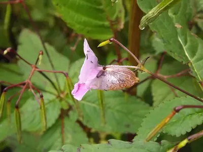 Himalayan Balsam