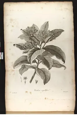 Badusa corymbifera