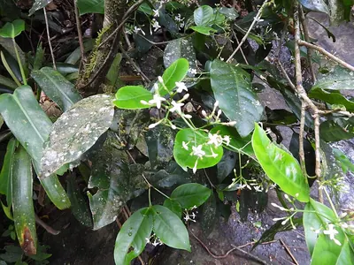 Psychotria leiocarpa