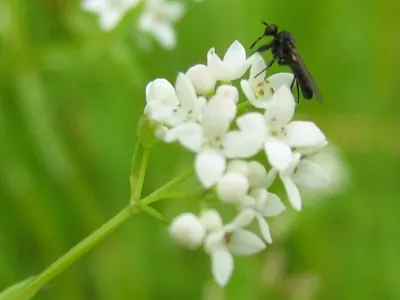 Common Marsh-bedstraw