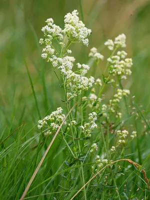 Northern bedstraw