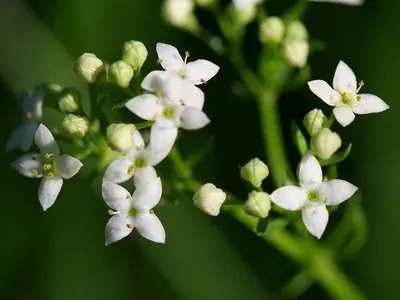 Heath bedstraw