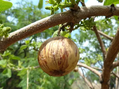 Wild medlar