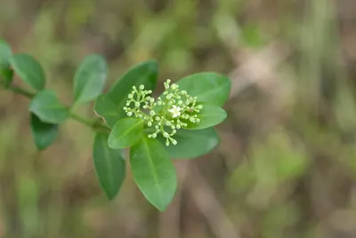 Psychotria serpens