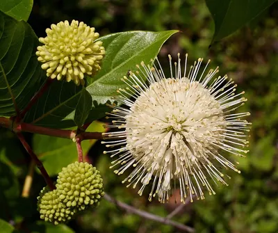 Common buttonbush