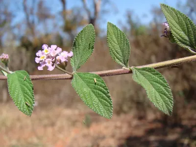 Bushy lippia