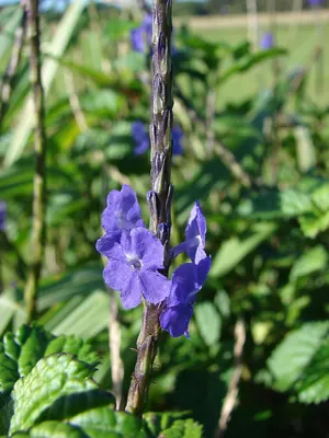 Cayenne porterweed