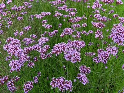 Purpletop vervain