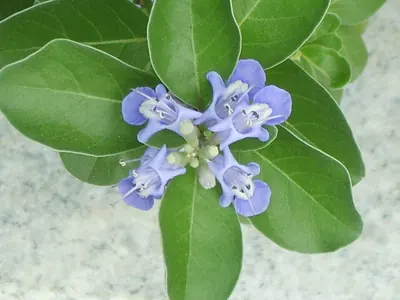 Roundleaf chastetree