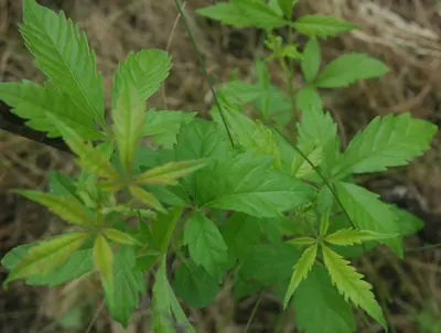 Chinese Chaste-tree