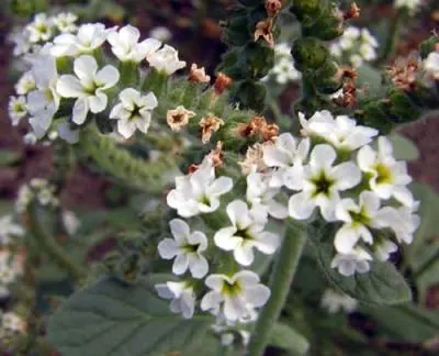 European heliotrope