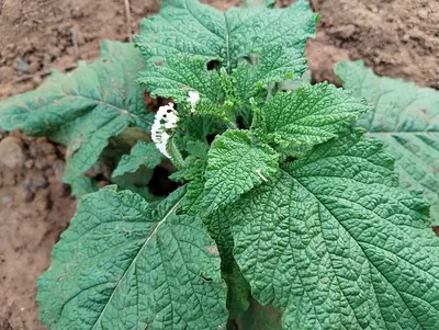 Indian heliotrope
