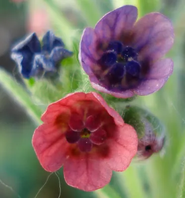 Gypsyflower