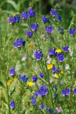 Purple Viper's-bugloss