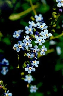 Jessica's stickseed