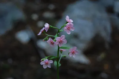 Pink stickseed