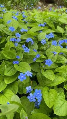 Blue-eyed-Mary
