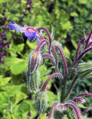 Common borage