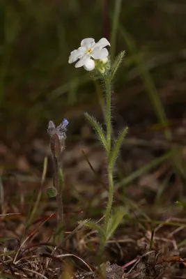 Clearwater cryptantha