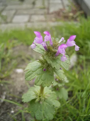 Henbit Dead-nettle