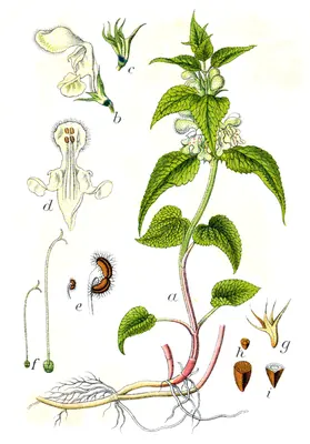 White Dead-nettle