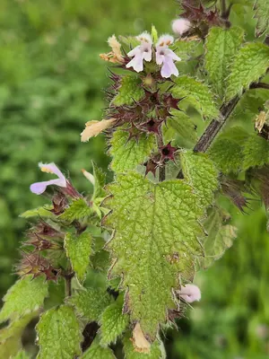 Black Horehound