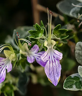 Shrubby germander