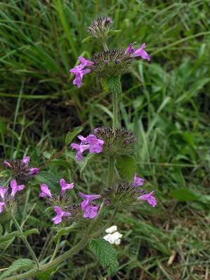 Wild basil