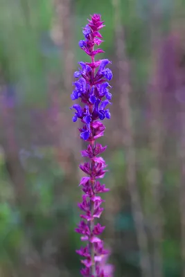 Woodland sage