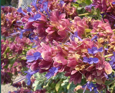 Blue sage