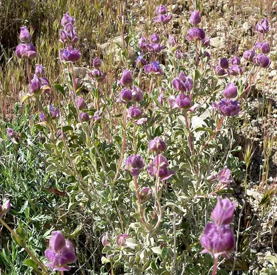 Purple sage