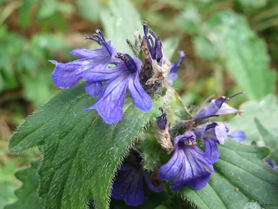 Bugle