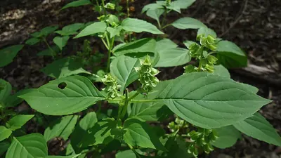 Least basil