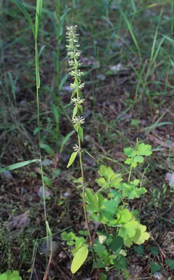Thymeleaf dragonhead