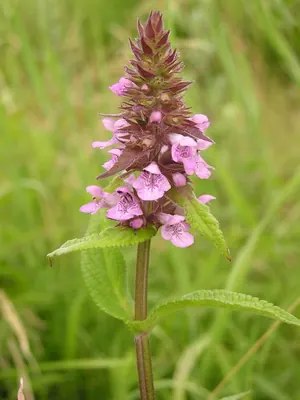 Marsh Woundwort