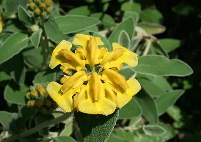 Shrubby Jerusalem sage