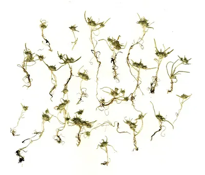 Whitehead navarretia