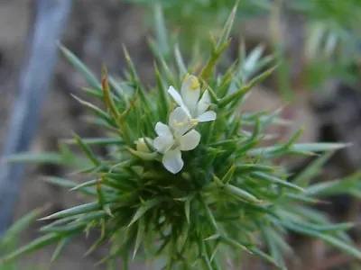 Needleleaf navarretia