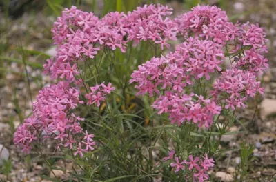 Downy phlox