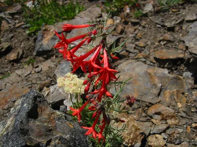 Scarlet gilia