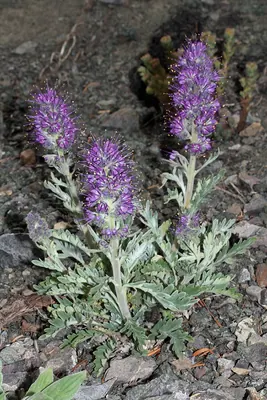 Silky phacelia