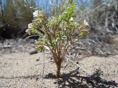 Sticky phacelia
