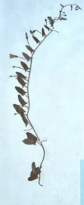 Field Bindweed