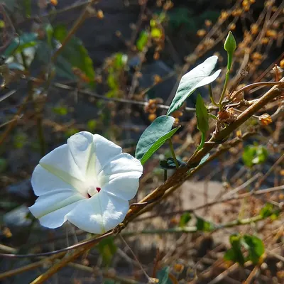 Small White Morning Glory