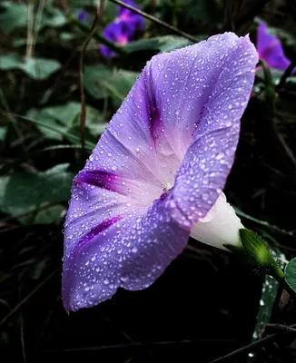 Tall morning-glory