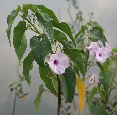 Gloria de la manana