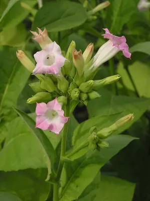 Cultivated tobacco