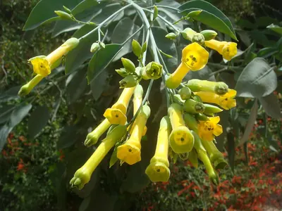 Tree tobacco